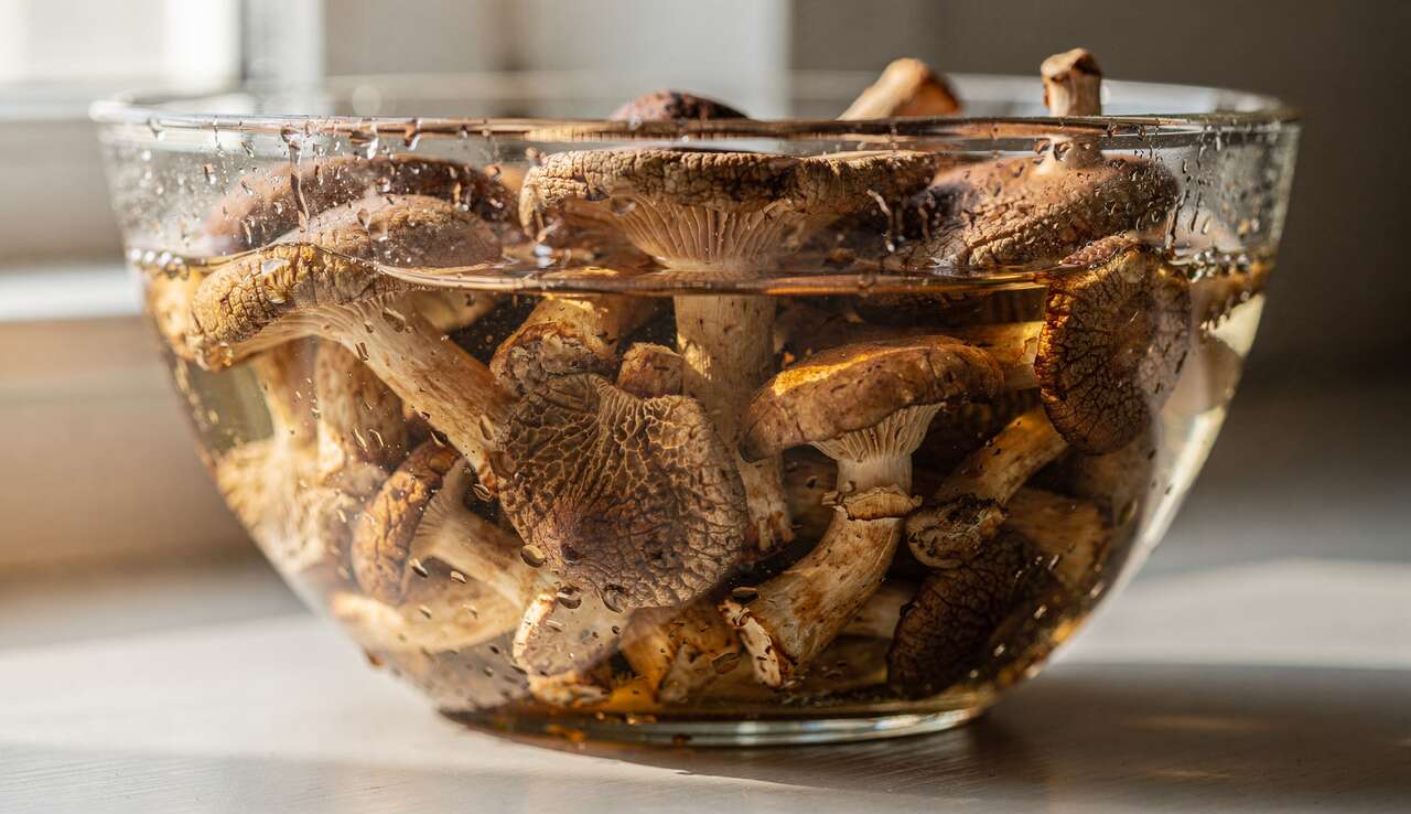 Comment réhydrater des champignons : astuces et techniques