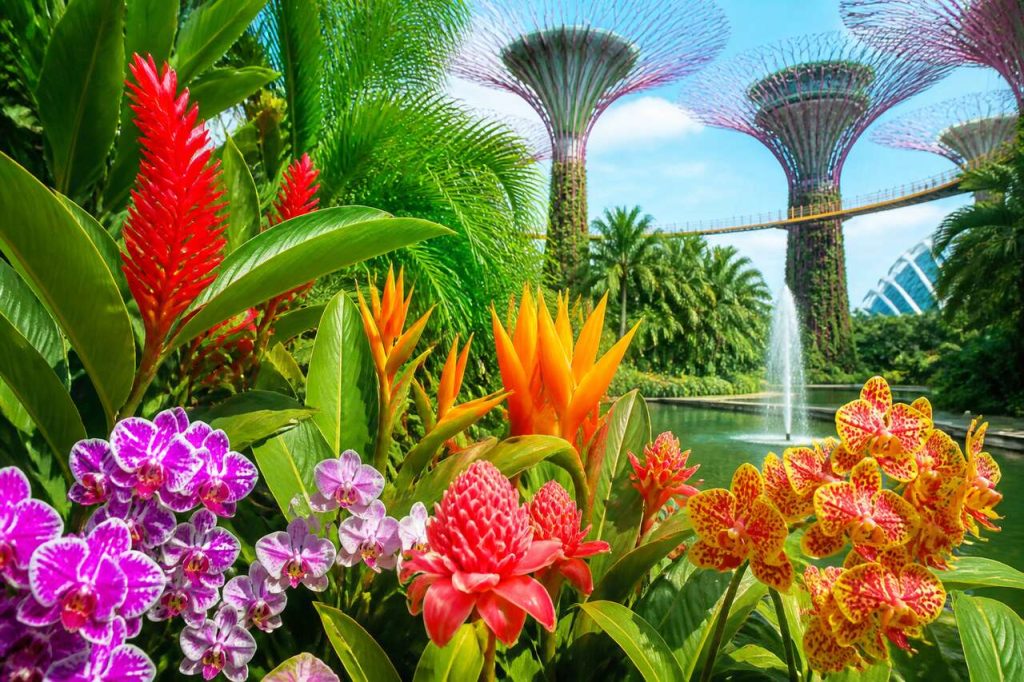 Plantes À Fleurs Exotiques De Singapour
